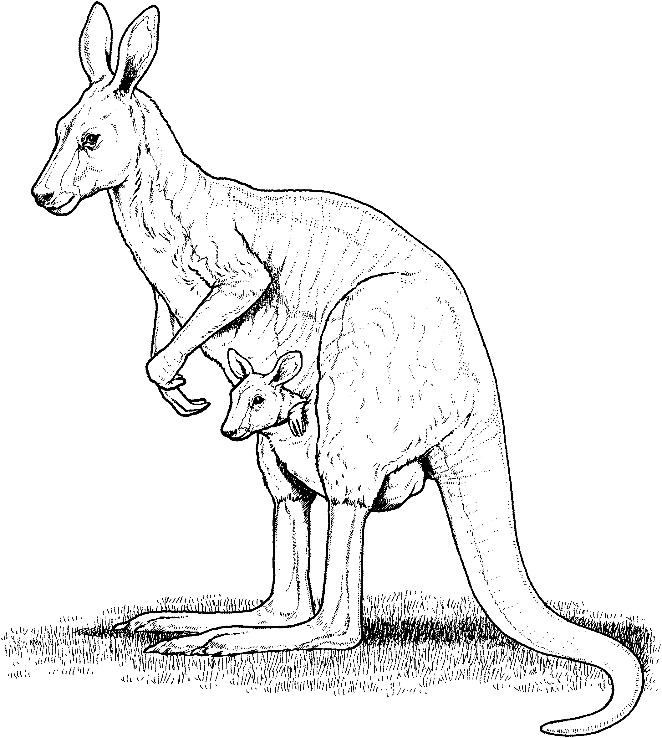 kangaroo footprint coloring pages - photo #24