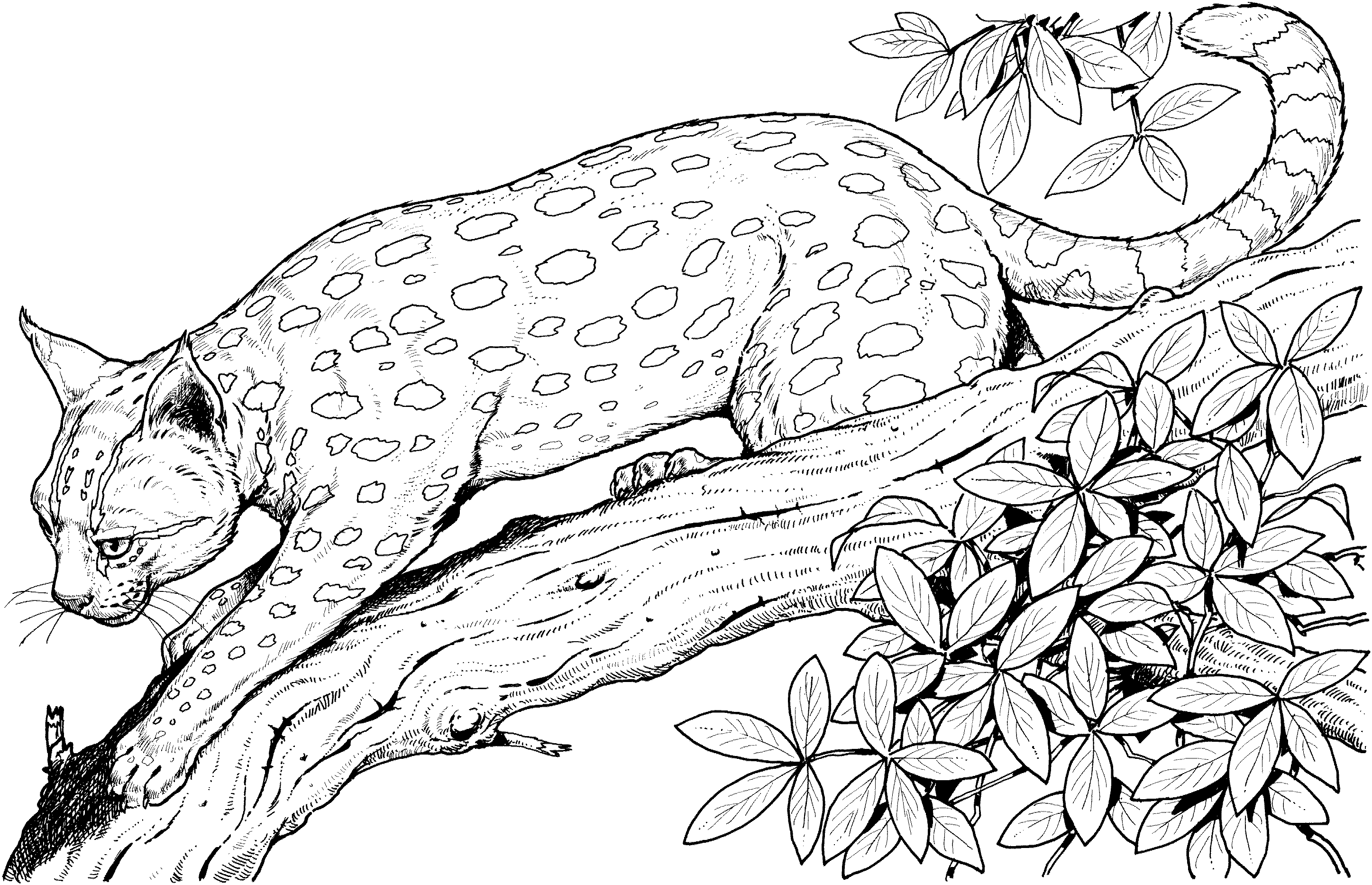 Free Leopard Coloring Pages
