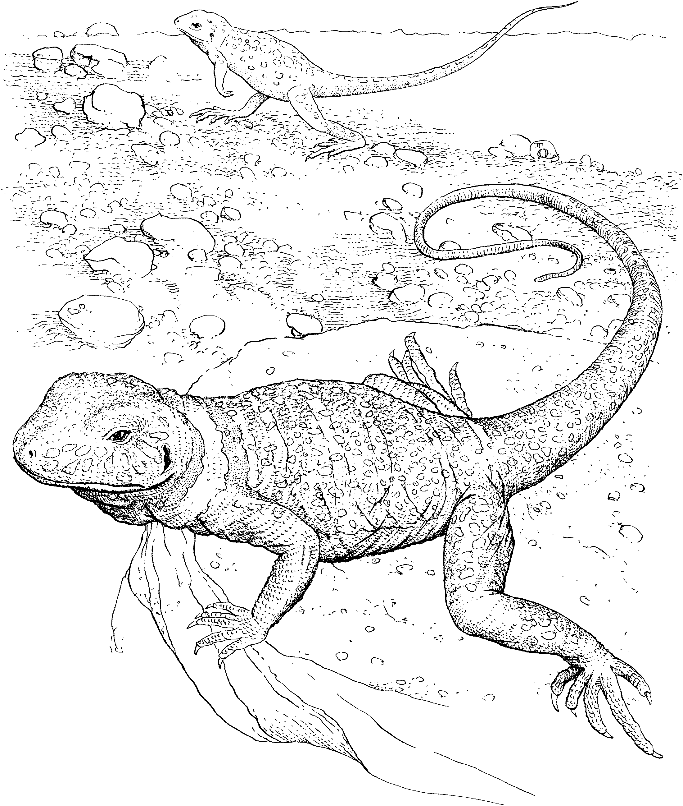 Free Lizard Coloring Pages