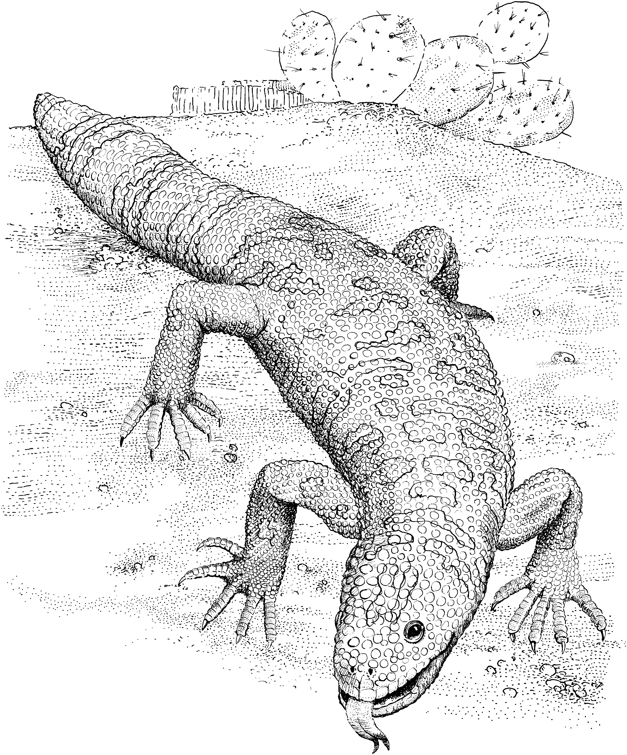 Free Lizard Coloring Pages