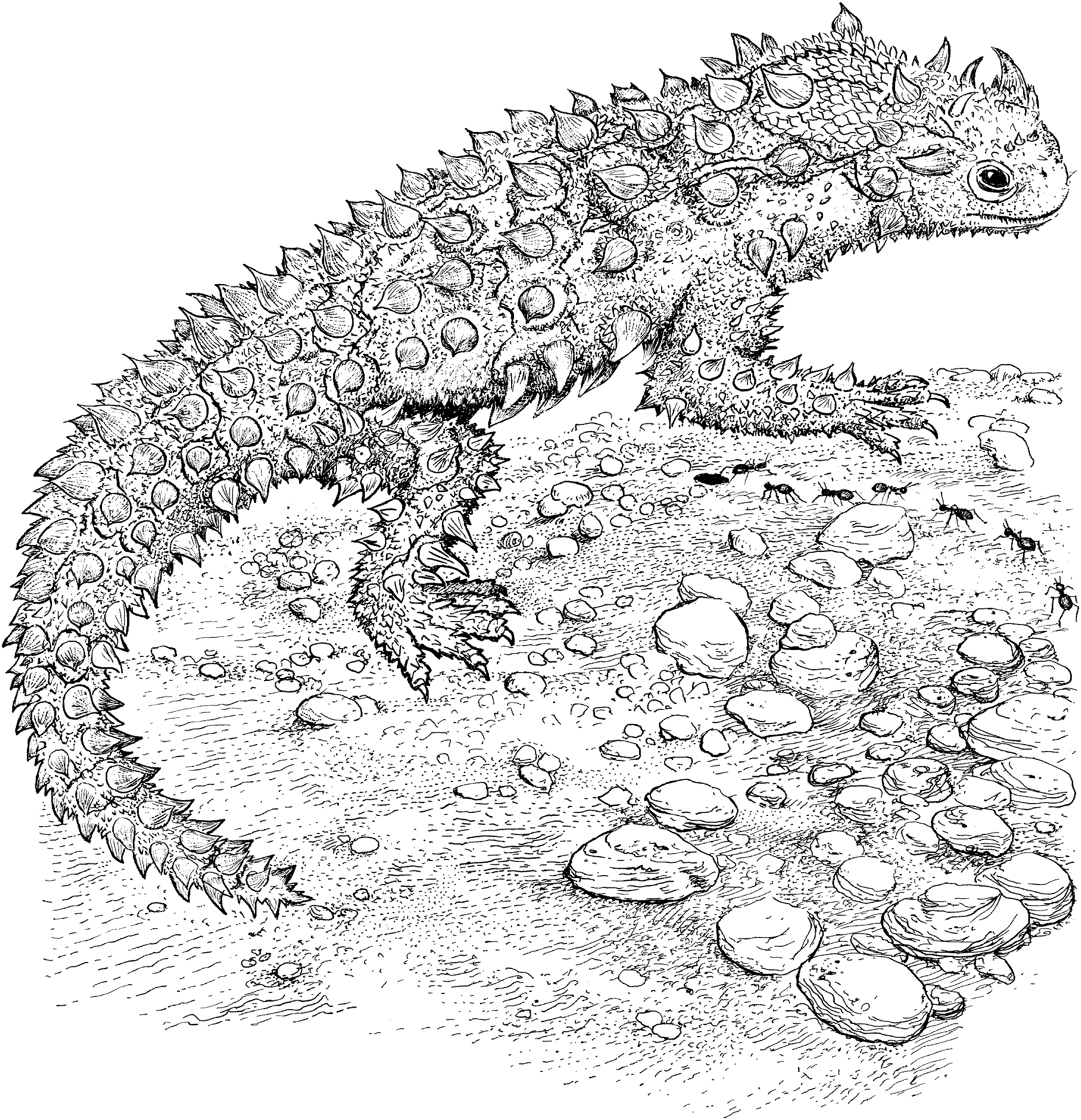Reptile Coloring Pages Printable
