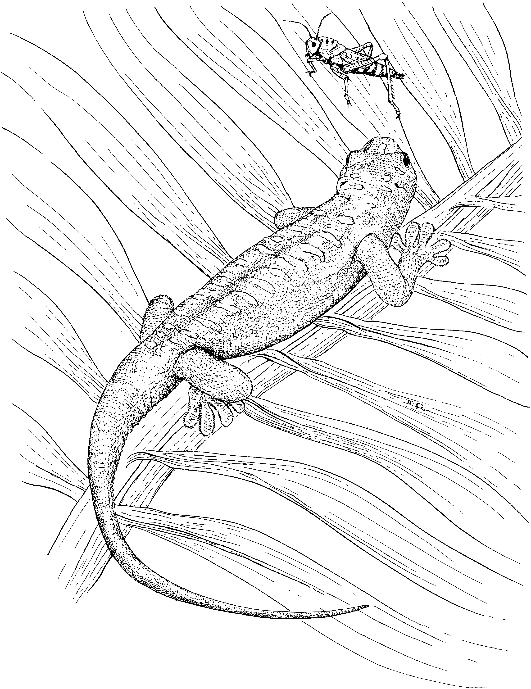 Draco Lizard Coloring Page