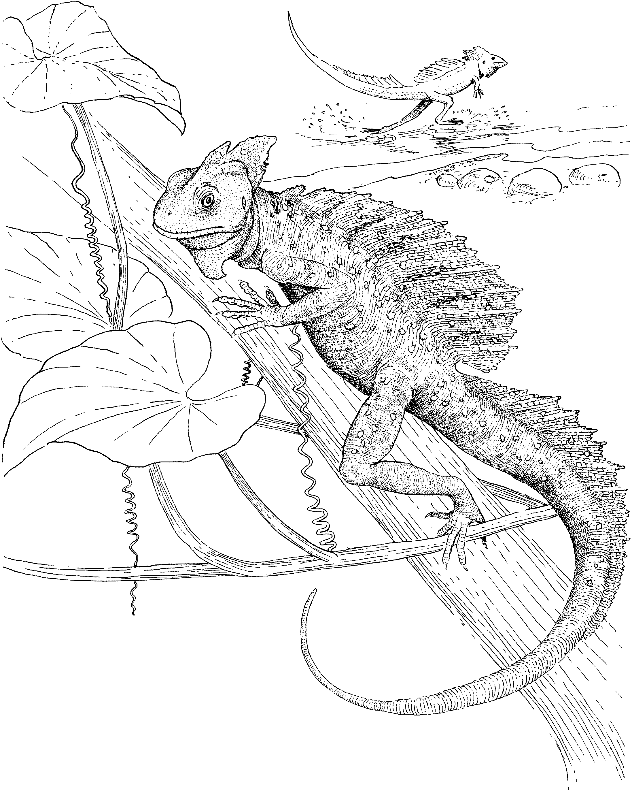 Lizard Coloring Pages - Kidsuki
