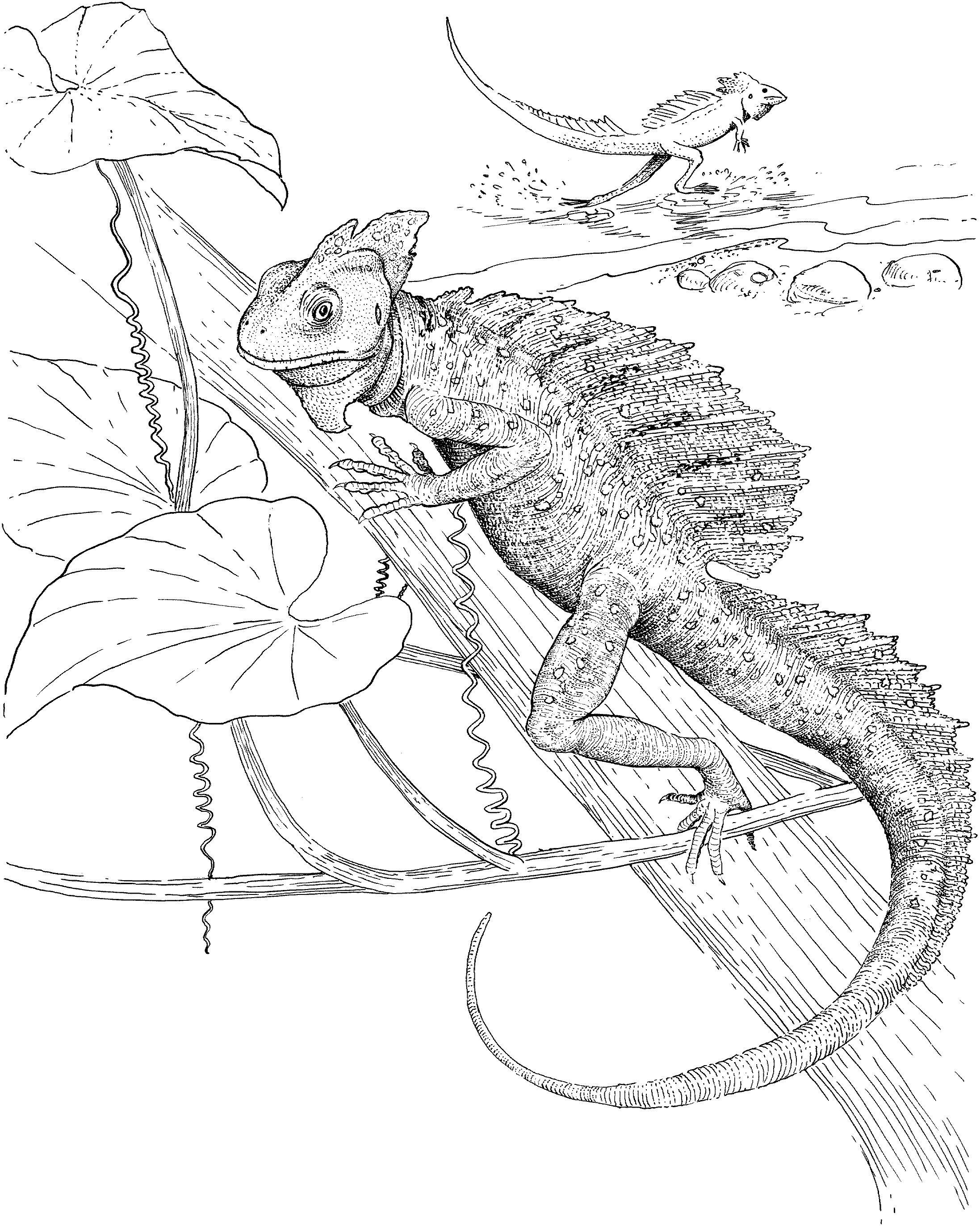 Lizard Printable Coloring Pages Printable Word Searches