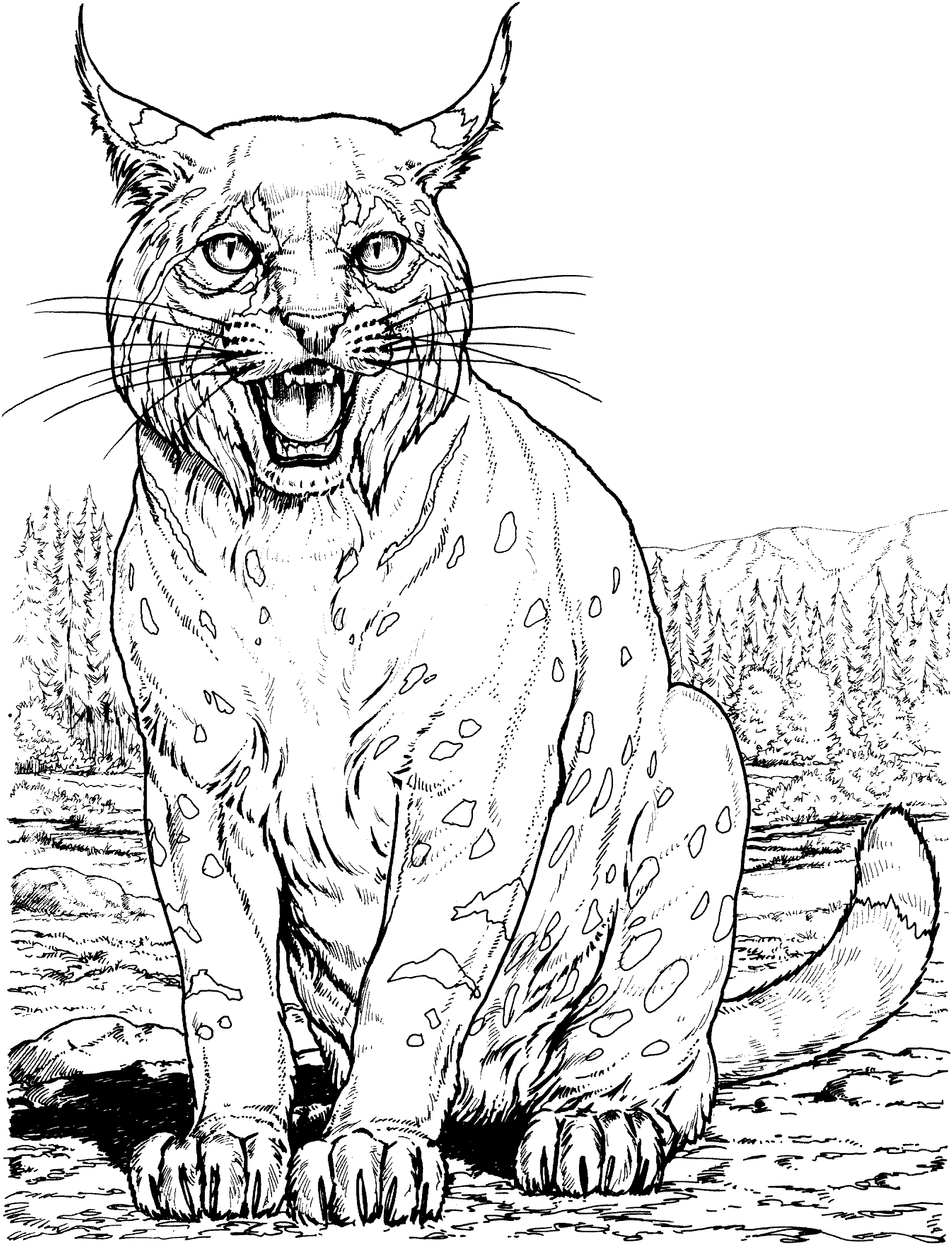 baby bobcat coloring pages - photo #8