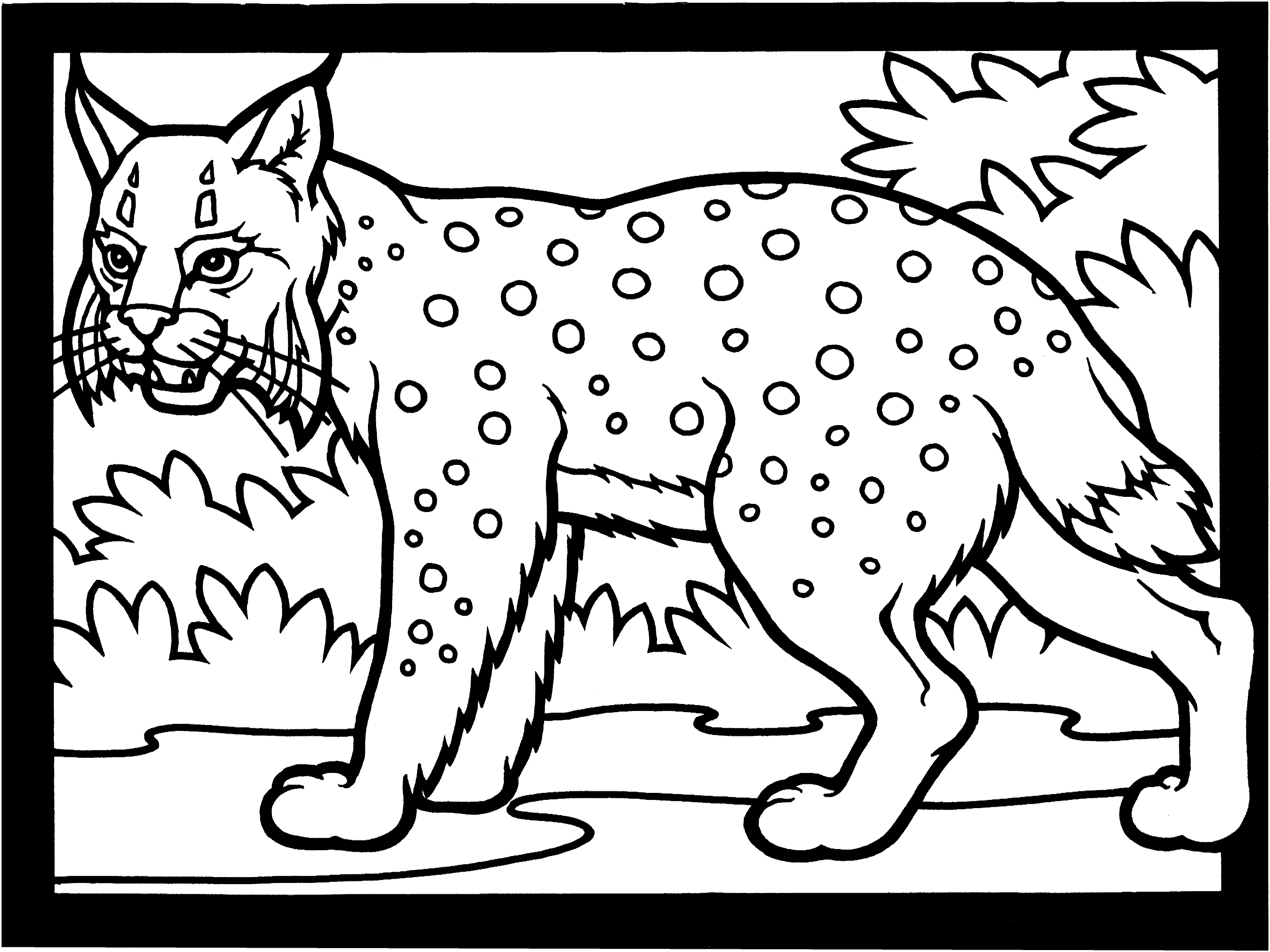 baby bobcat coloring pages - photo #38