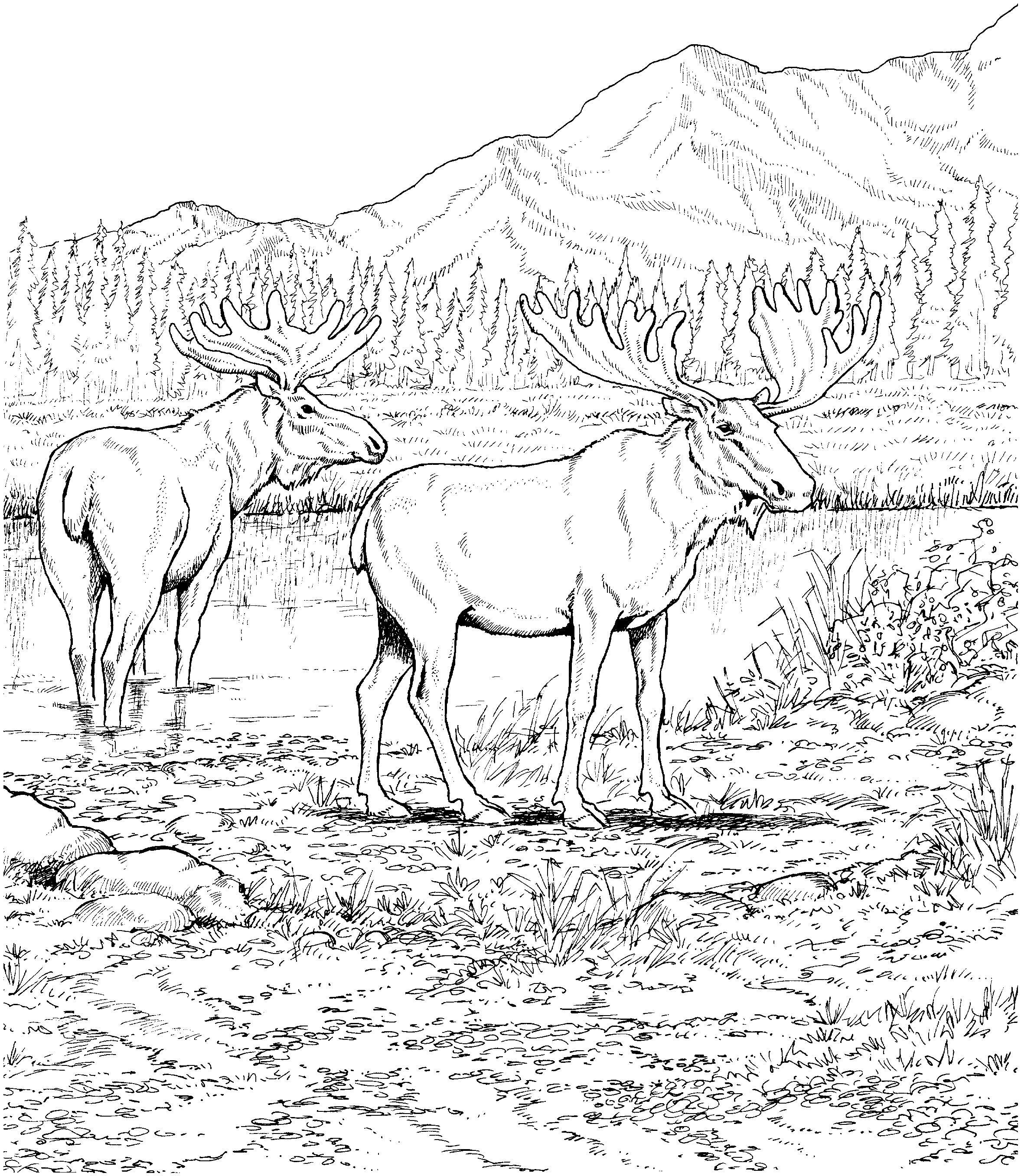 taiga animals coloring pages - photo #38