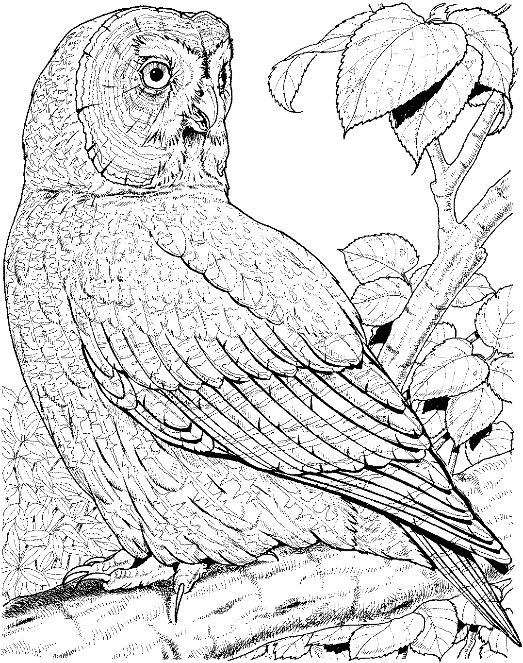 free-owl-coloring-pages