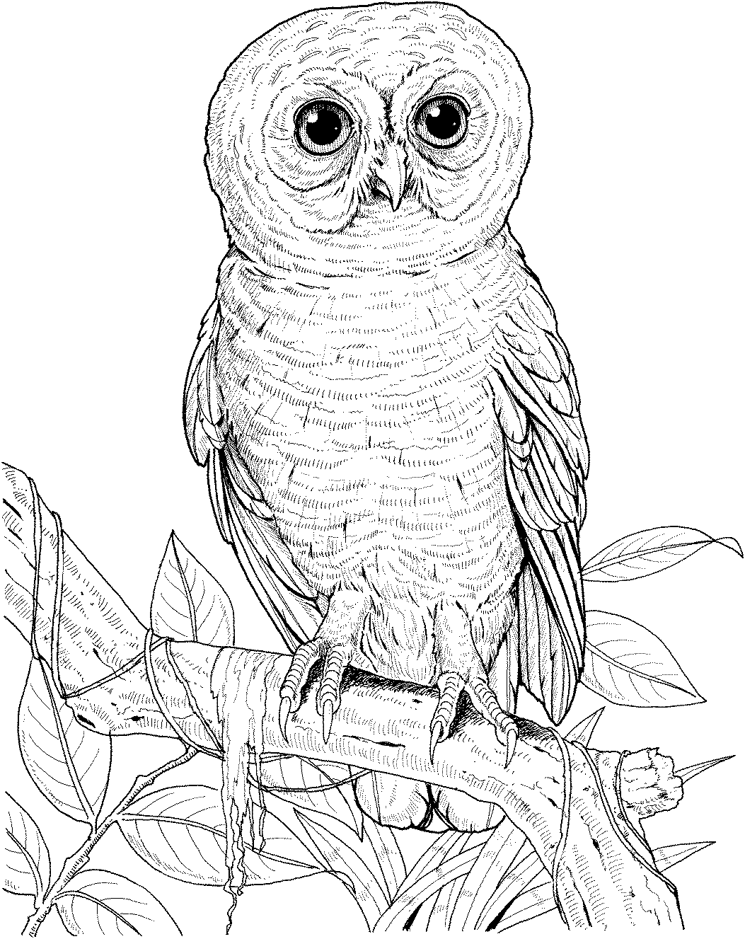 Free Owl Coloring Pages