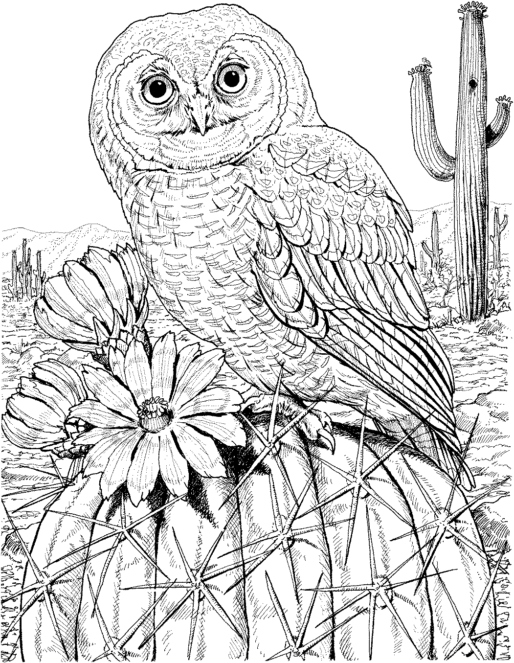 Free Owl Coloring Pages