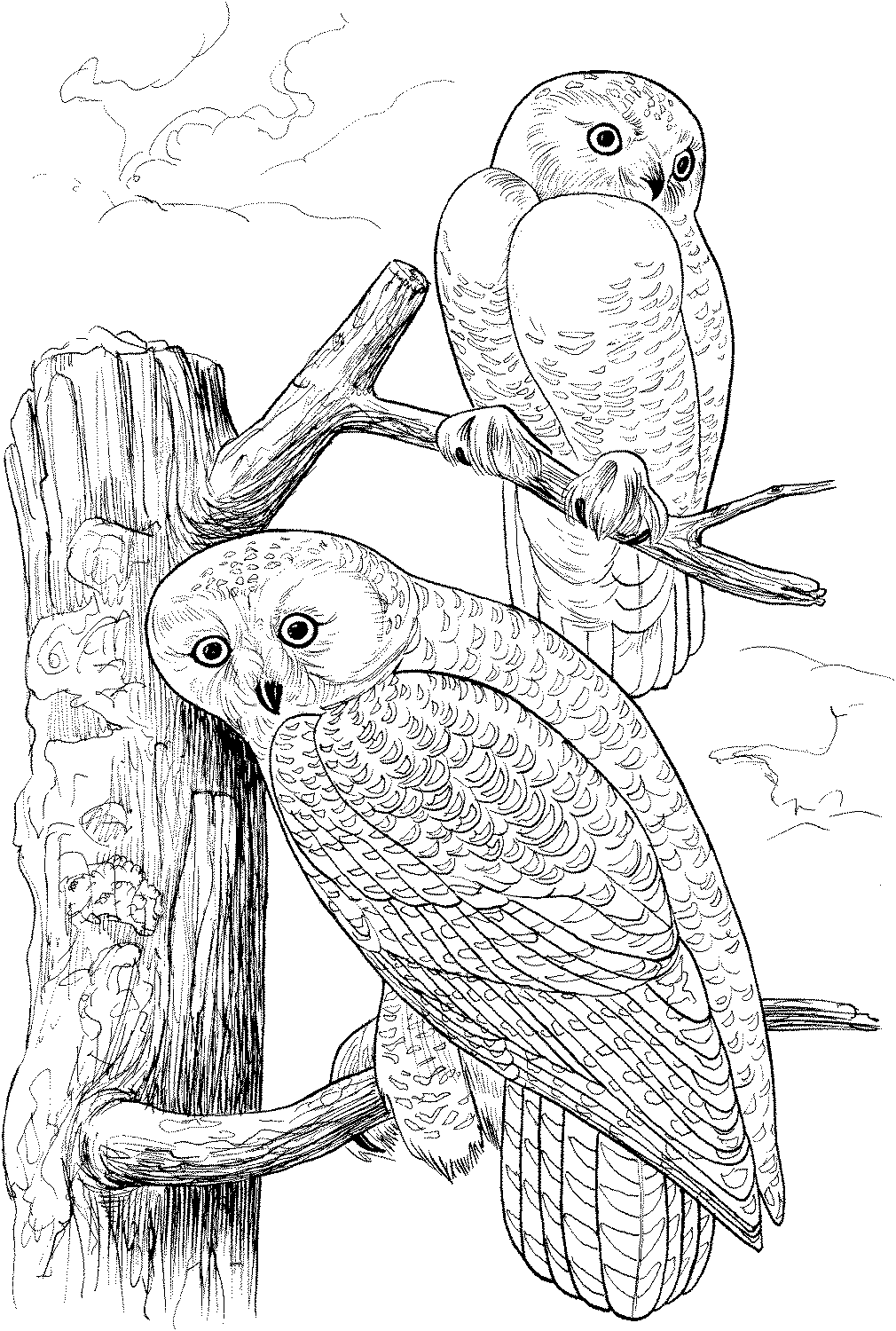 Free Owl Coloring Pages