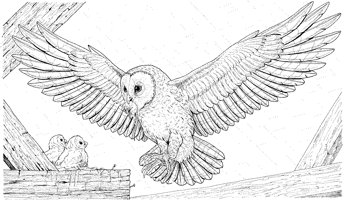 Free Owl Coloring Pages