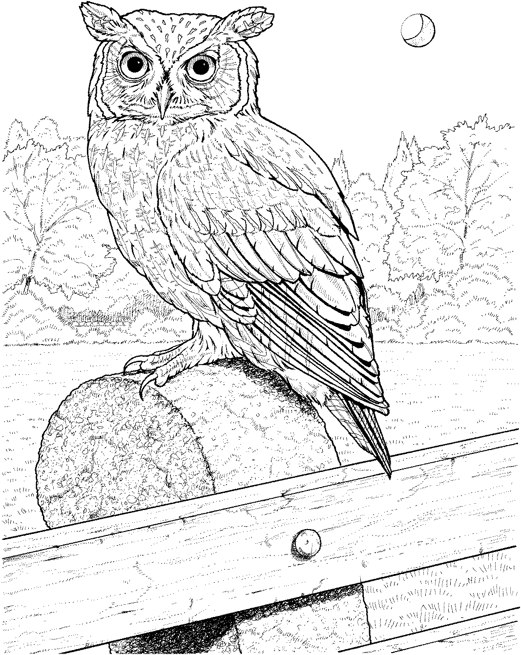 Free Owl Coloring Pages