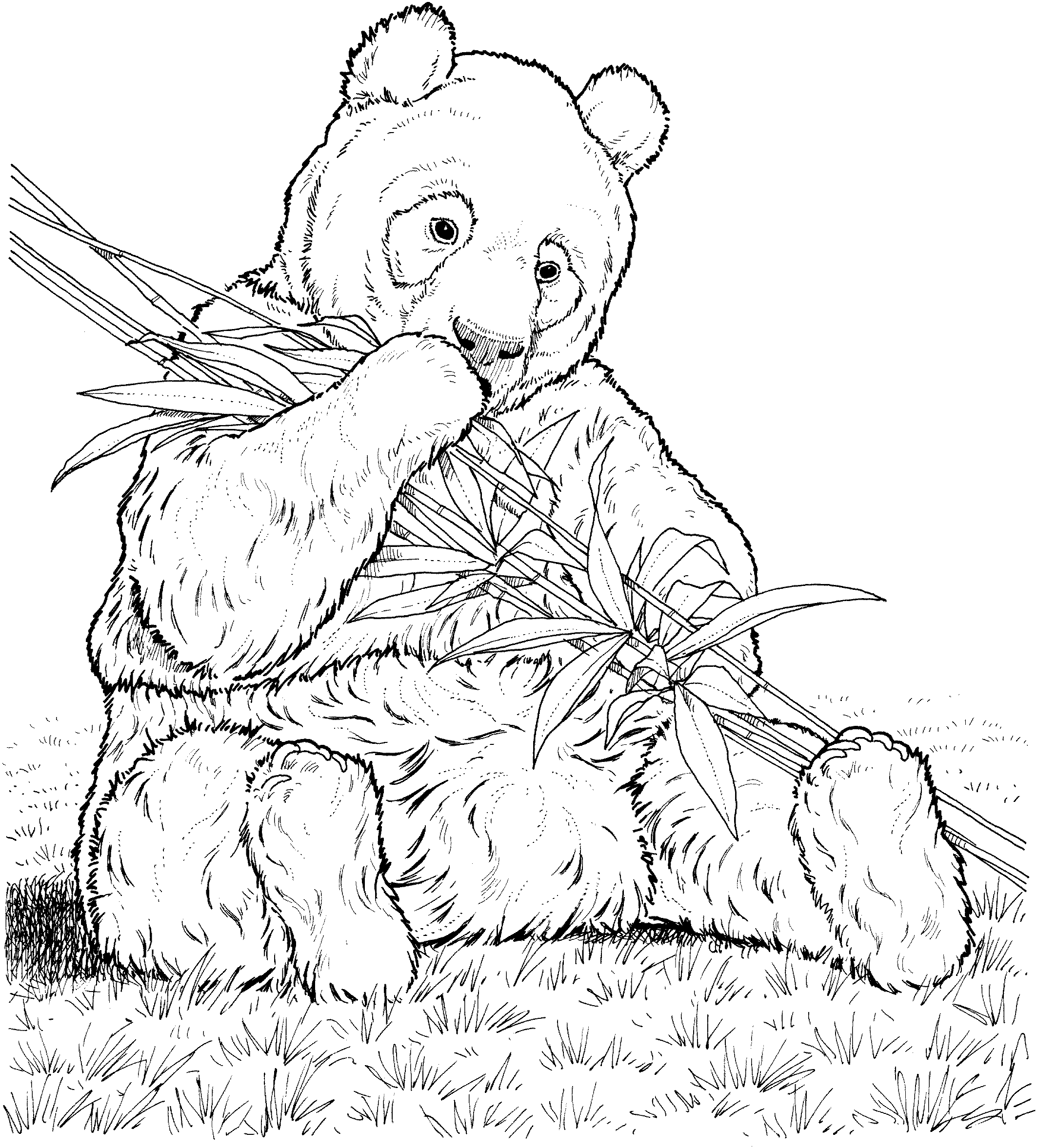 Free Panda Bear Coloring Pages Free Panda Bear Coloring Pages