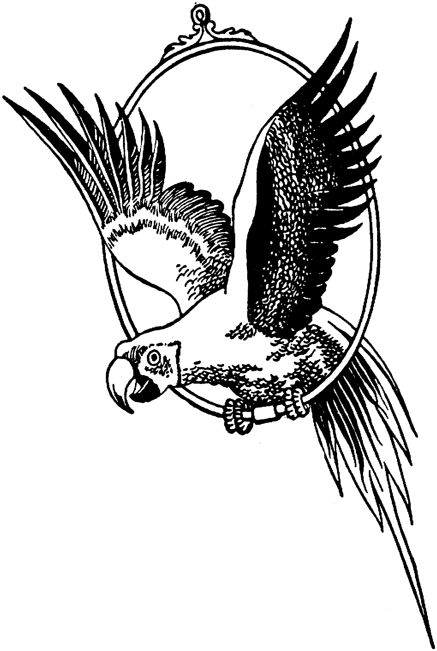 blue and yellow macaw coloring page