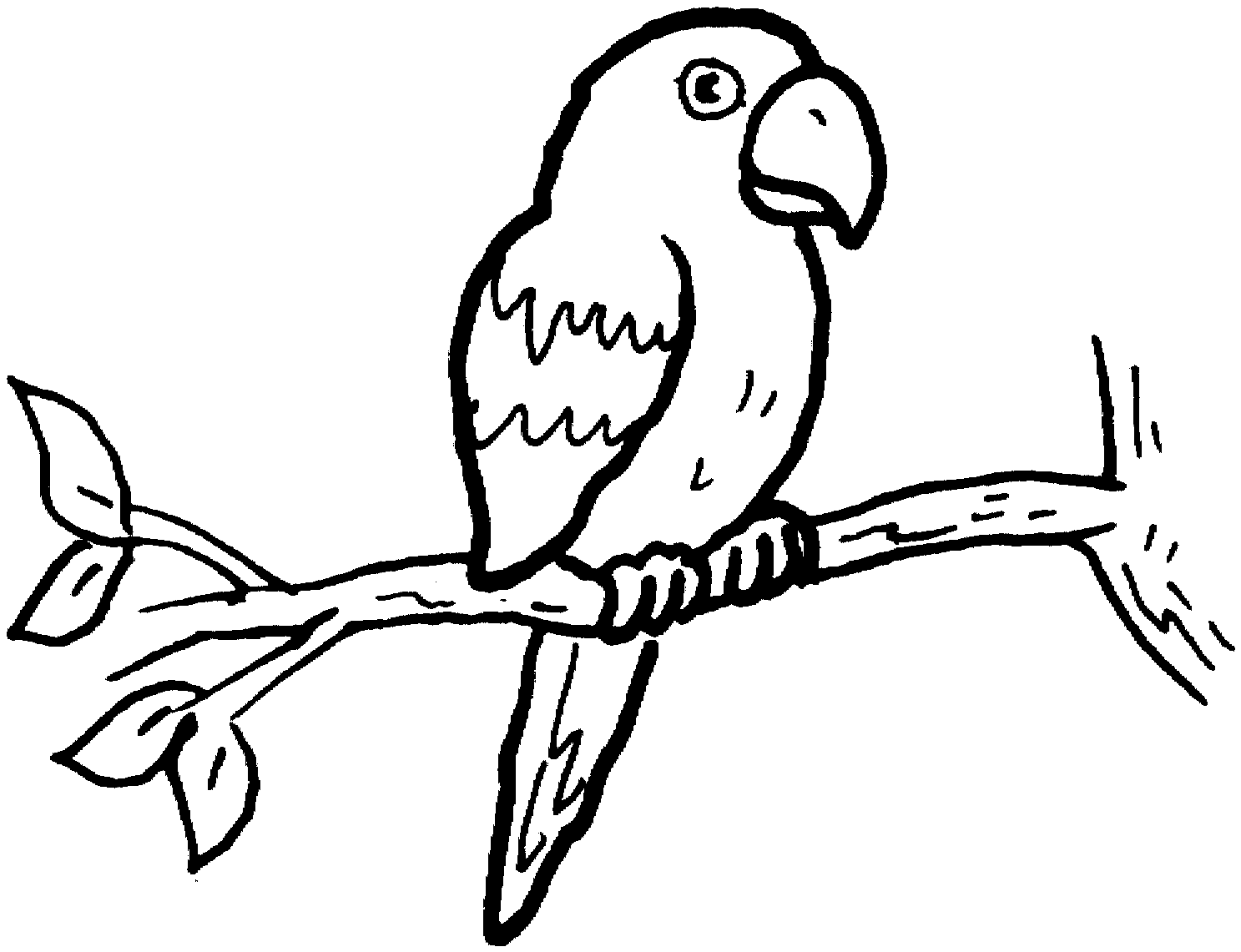 macaw bird coloring pages - photo #40