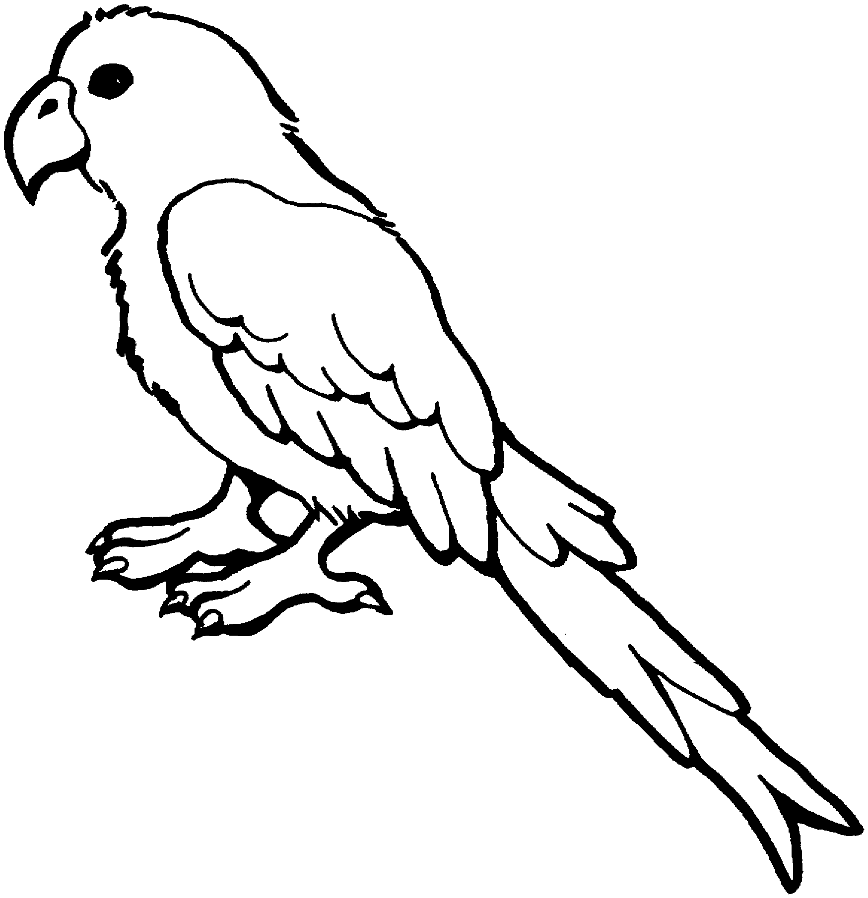 macaw coloring pages print - photo #23