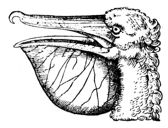 Free Pelican Coloring Pages