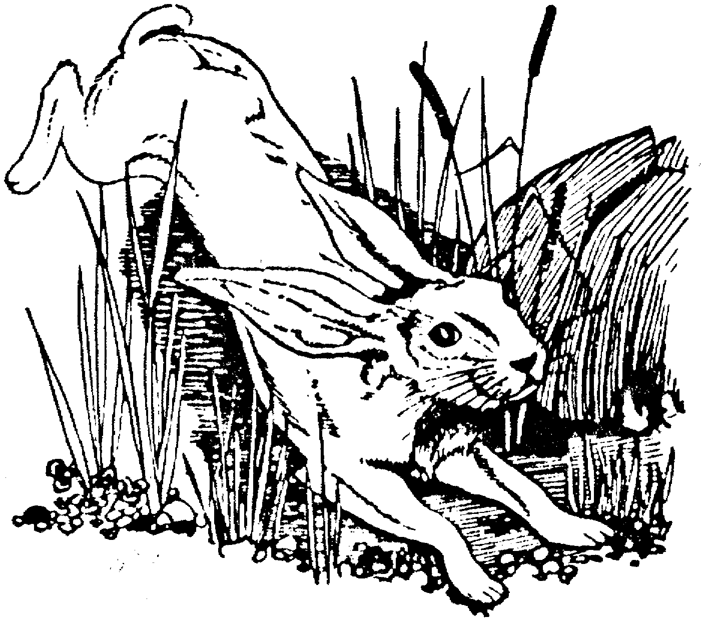 jackrabbit coloring pages - photo #26