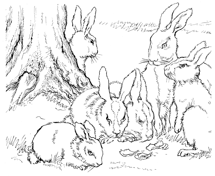 rabbit family coloring pages - photo #30