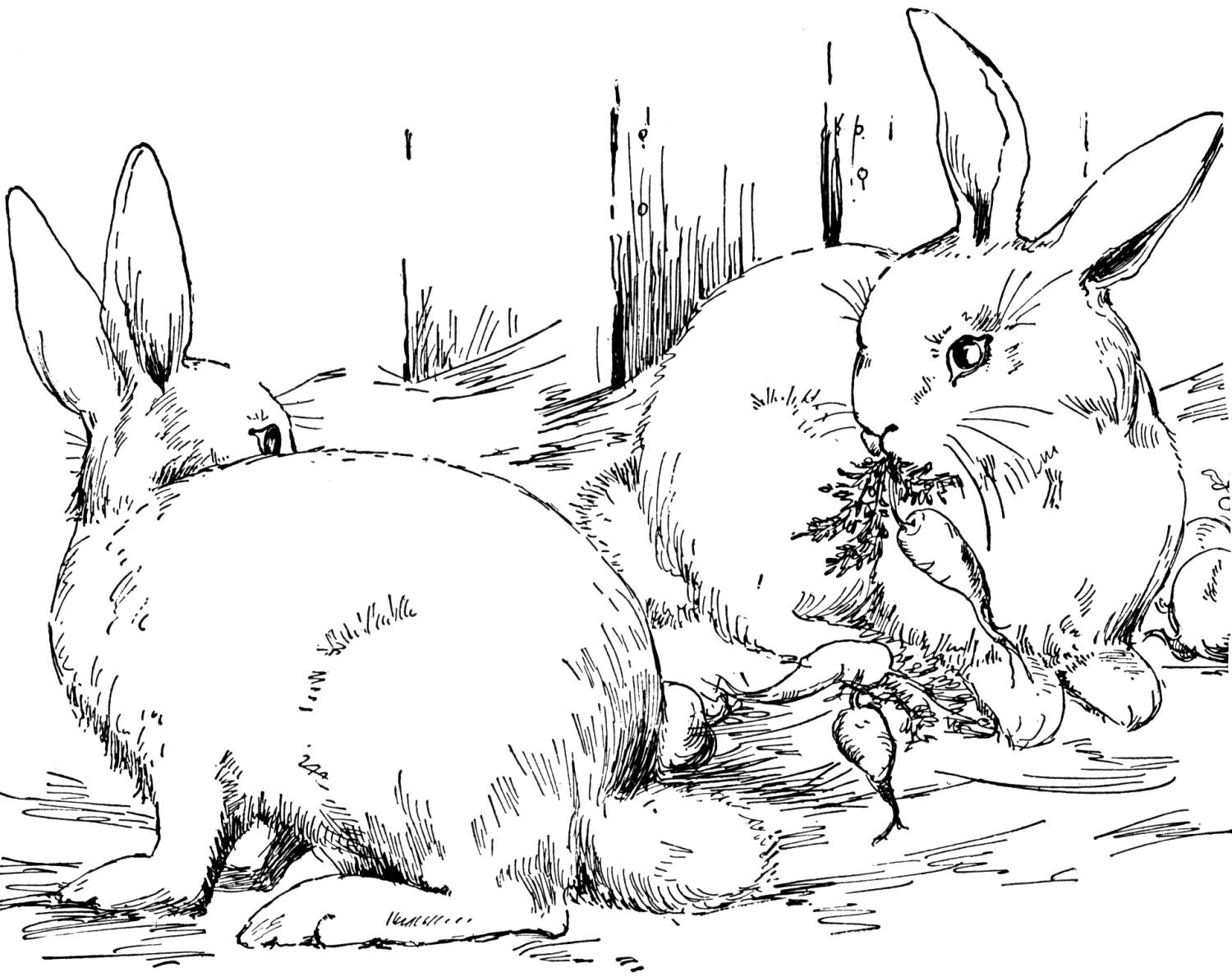 rabbit coloring book pages - photo #40