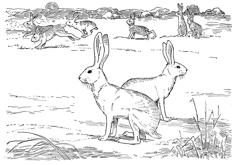 jackrabbit coloring pages - photo #16