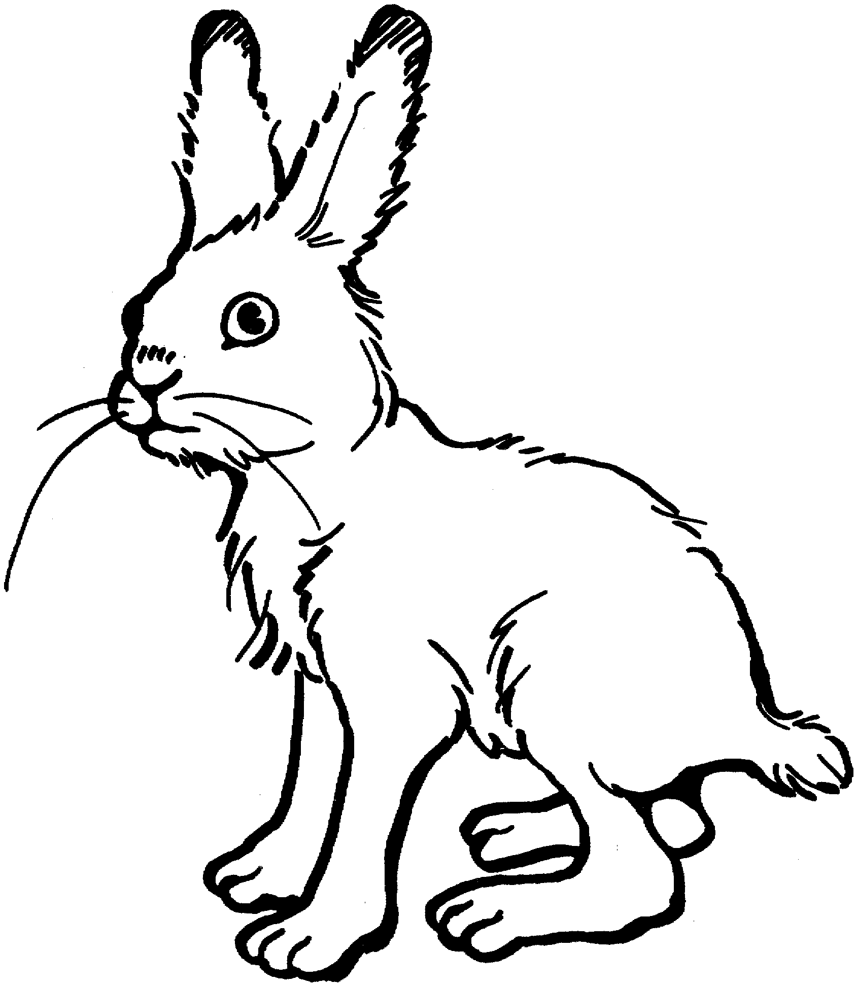 jackrabbit coloring pages - photo #34