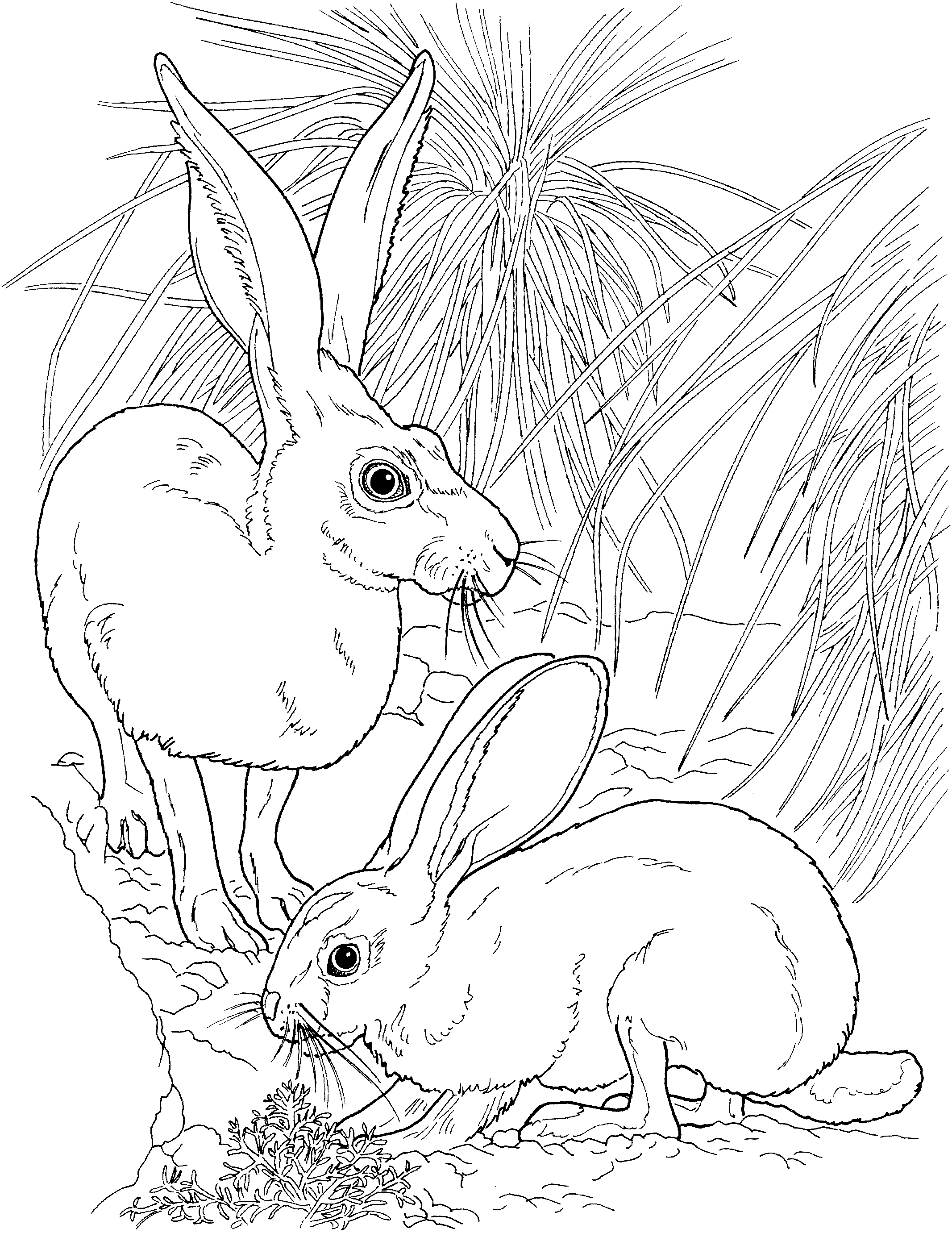 jackrabbit coloring pages - photo #17