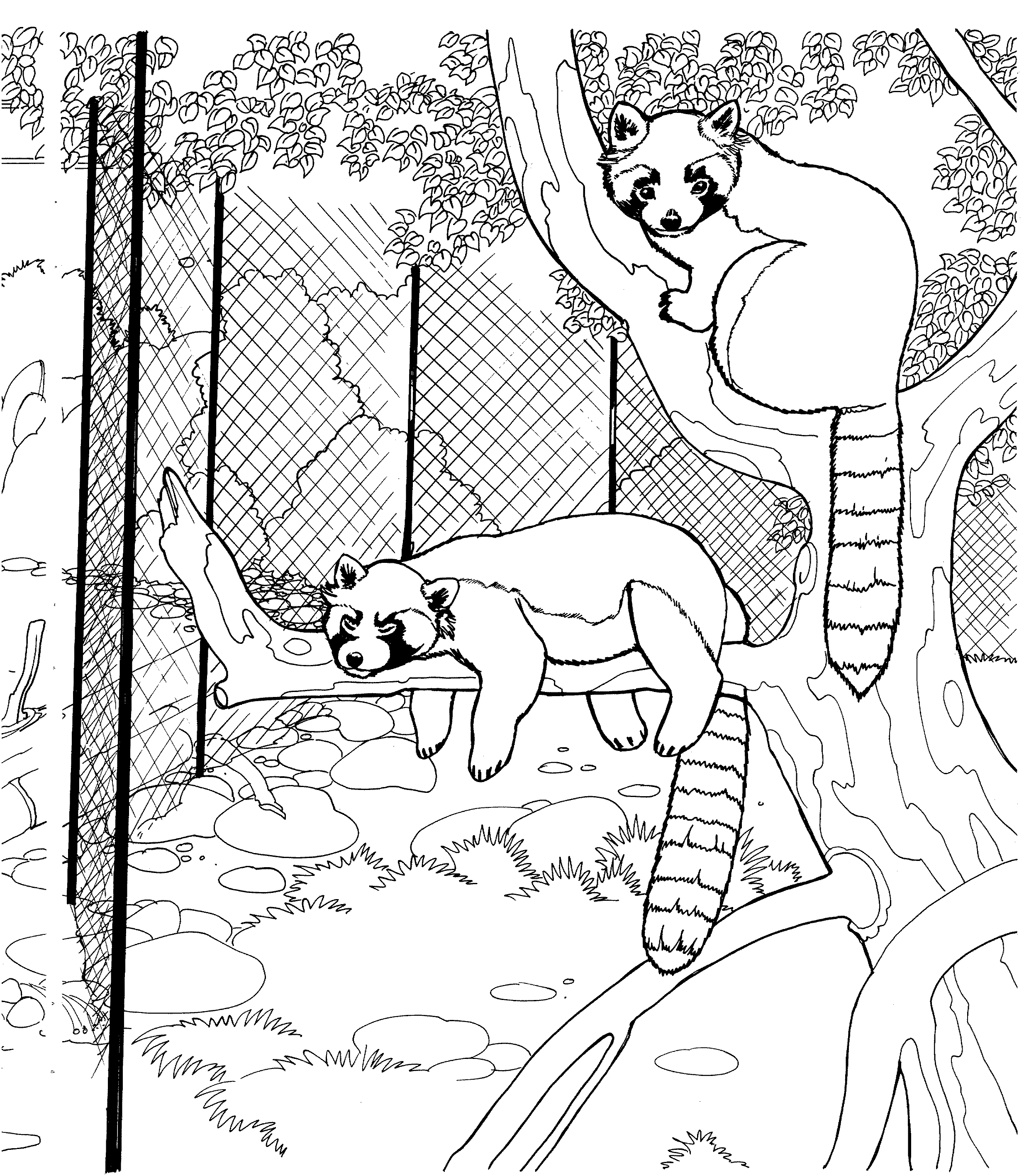 racoon in a tree coloring pages - photo #10