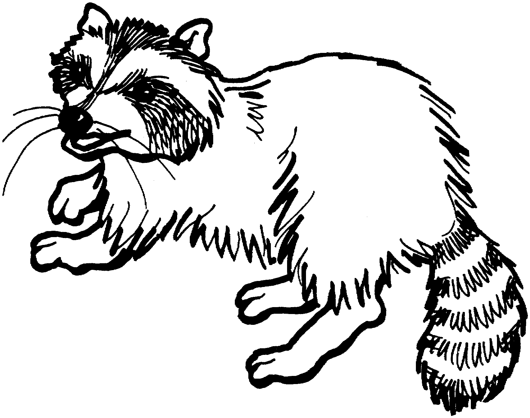 racoon in a tree coloring pages - photo #11