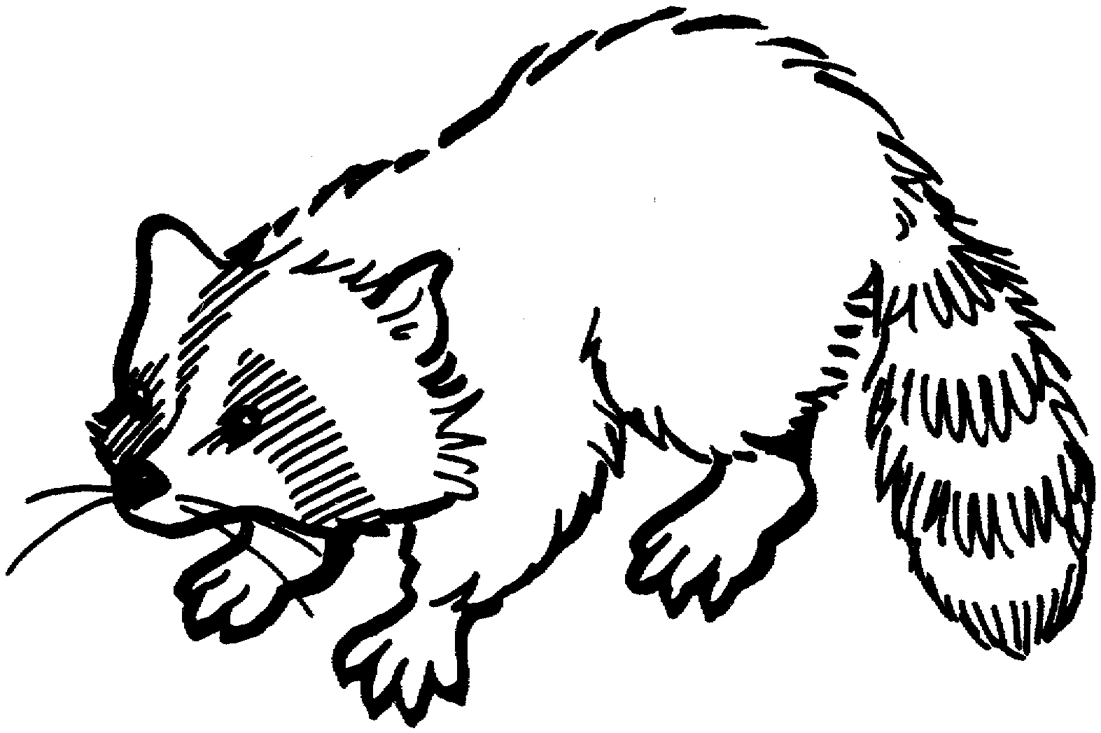 racoon in a tree coloring pages - photo #33