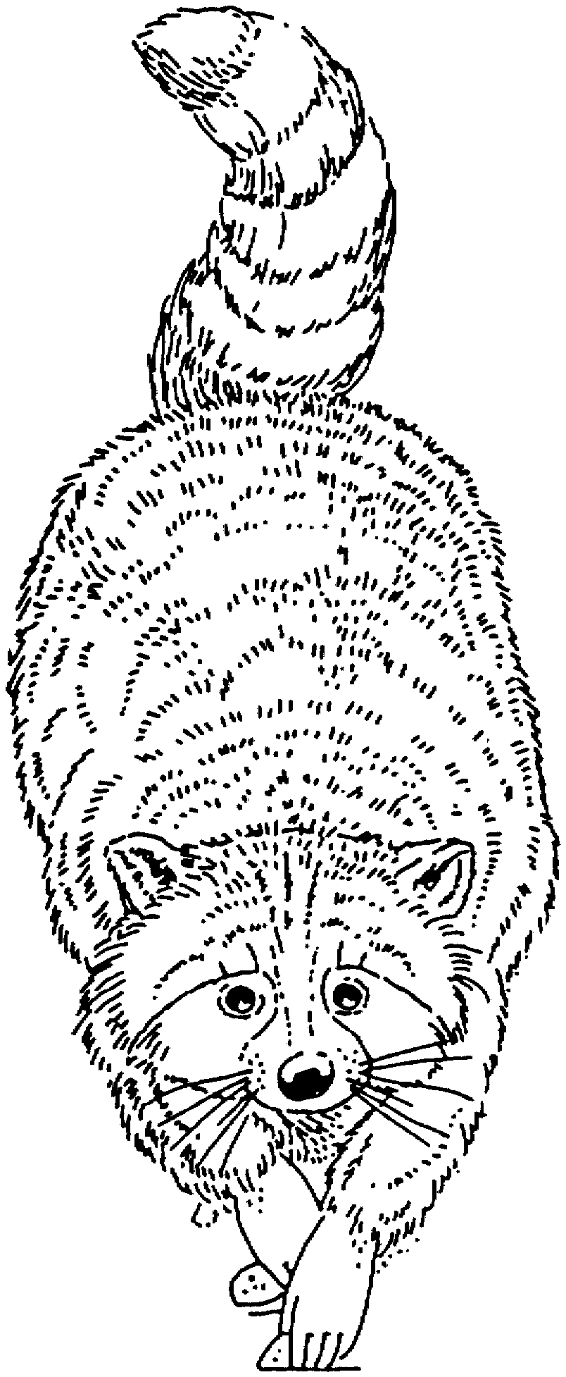 racoon in a tree coloring pages - photo #17