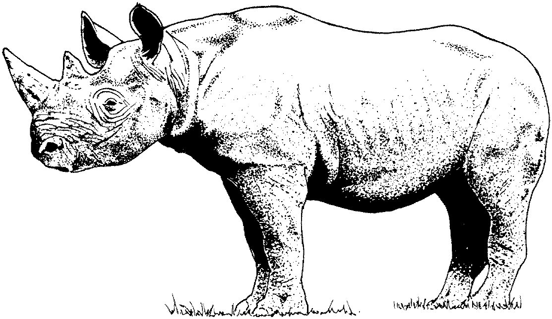 Rhino Coloring Pages - Kidsuki