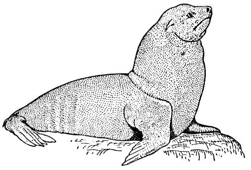 Sea Lion Coloring Pages : Realistic Lion Coloring Pages at GetColorings