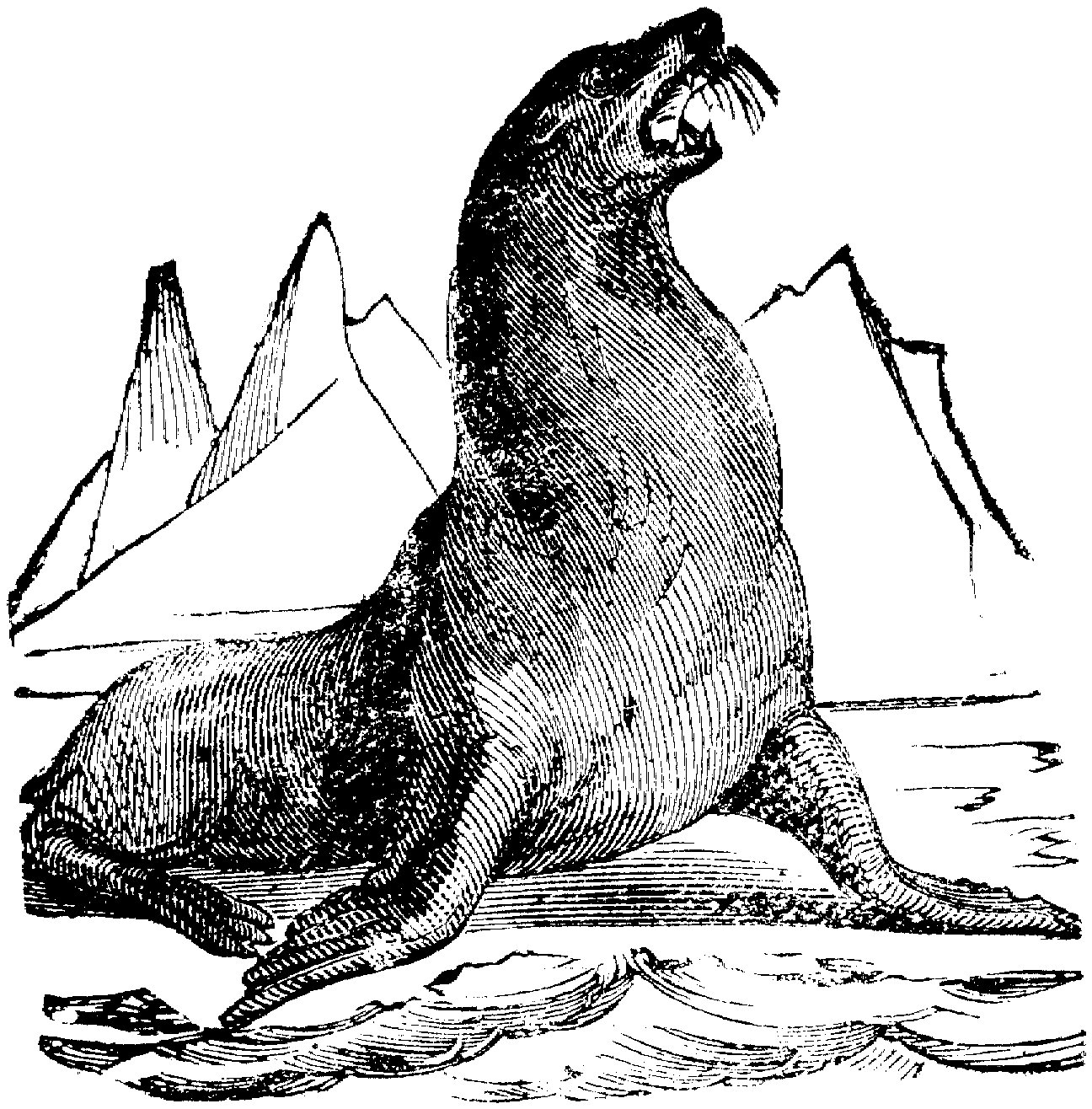 Free Sea Lion Coloring Pages