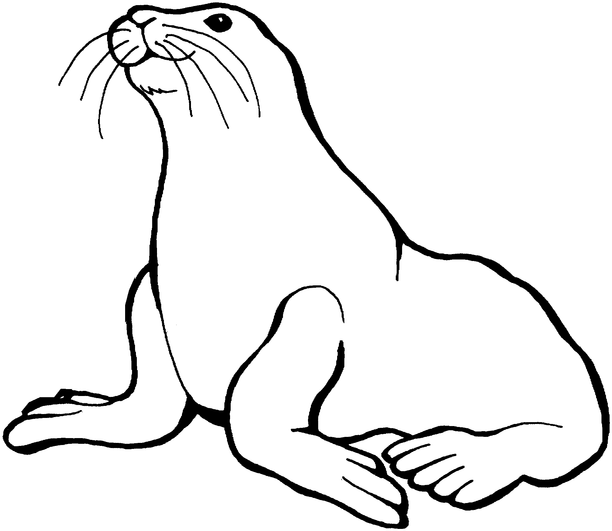 ocean seals coloring pages - photo #11
