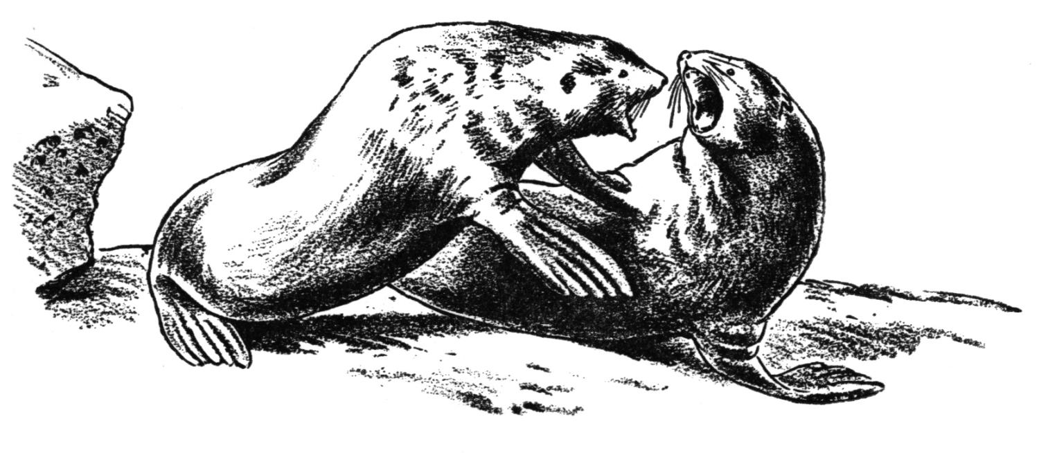 california sea lion coloring pages - photo #40