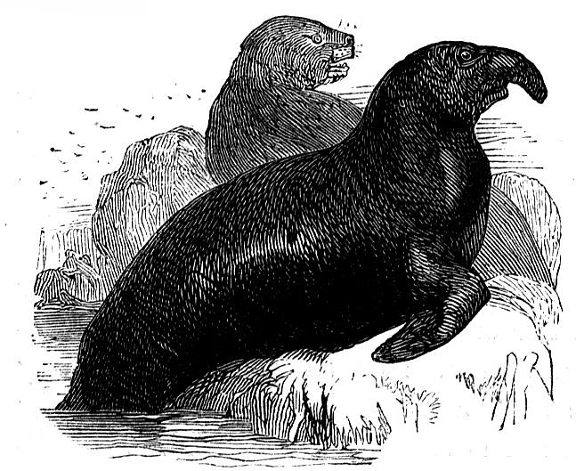 california sea lion coloring pages - photo #37