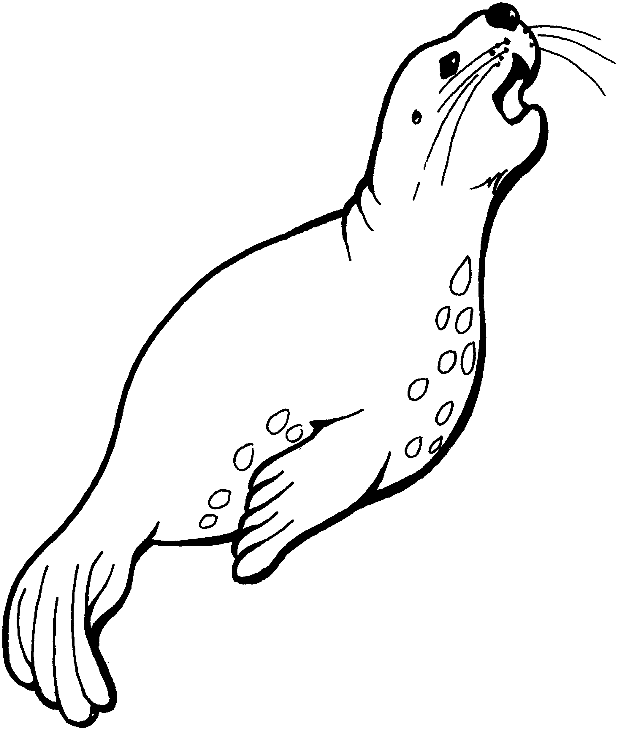 california sea lion coloring pages - photo #41