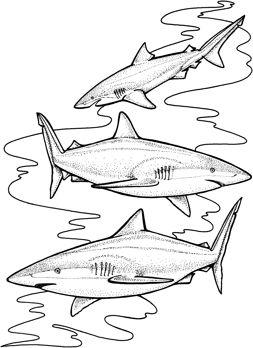 Free Shark Coloring Pages