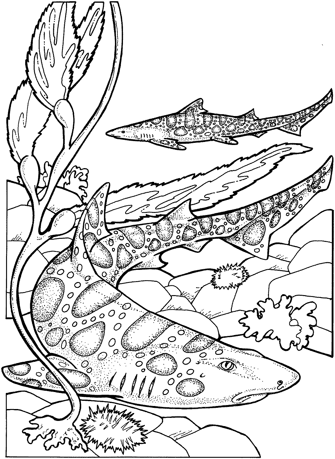 Free Shark Coloring Pages