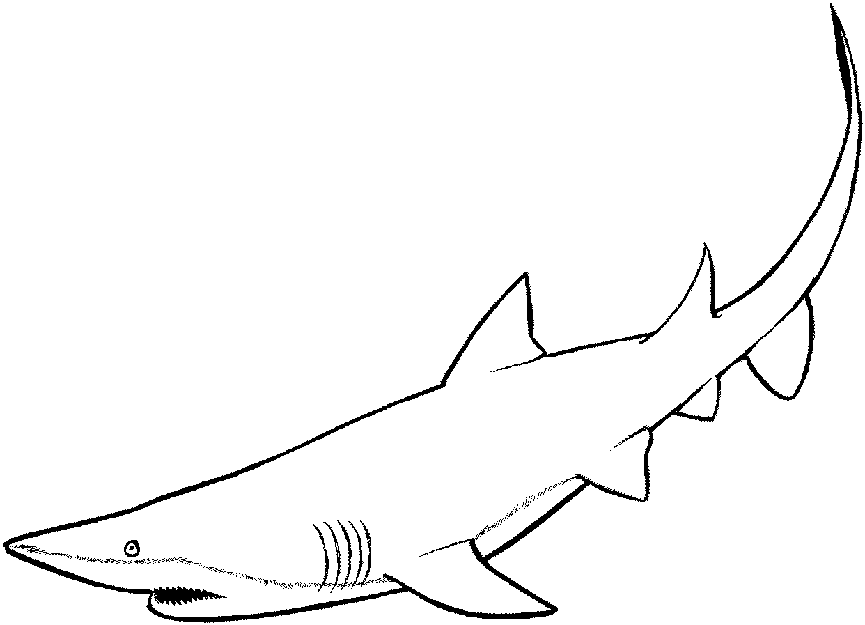 Shark Coloring Pages - Kidsuki