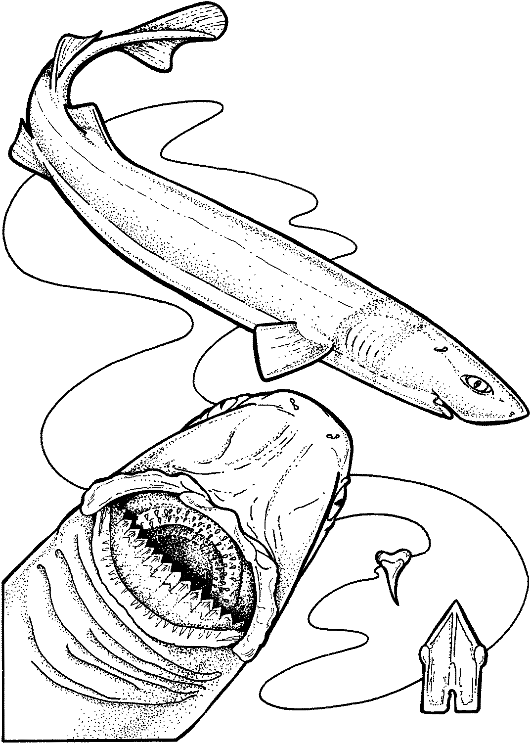 Free Shark Coloring Pages