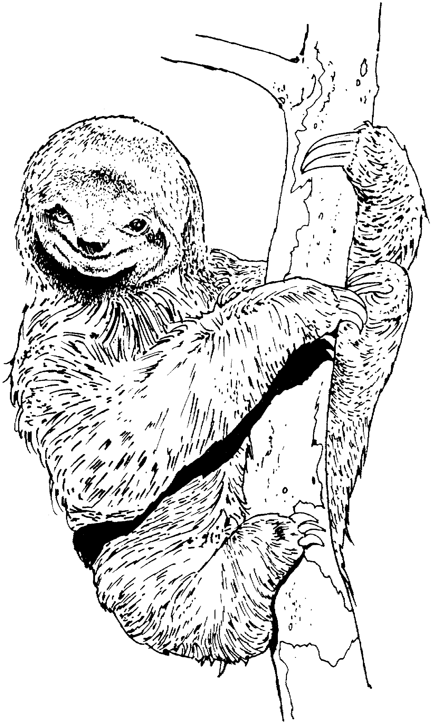 Free Sloth Coloring Pages