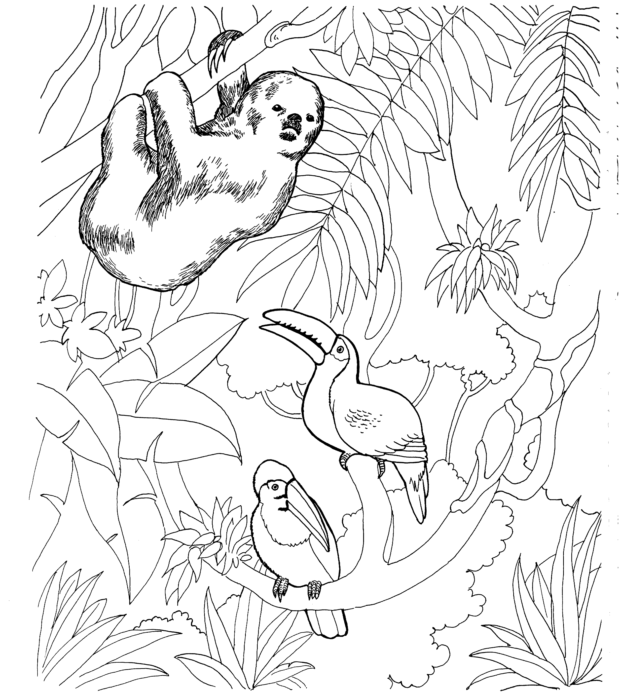 Free Sloth Coloring Pages