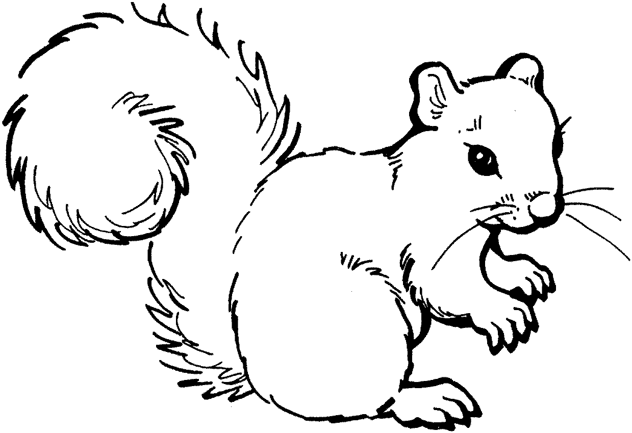 Free Squirrel Coloring Pages