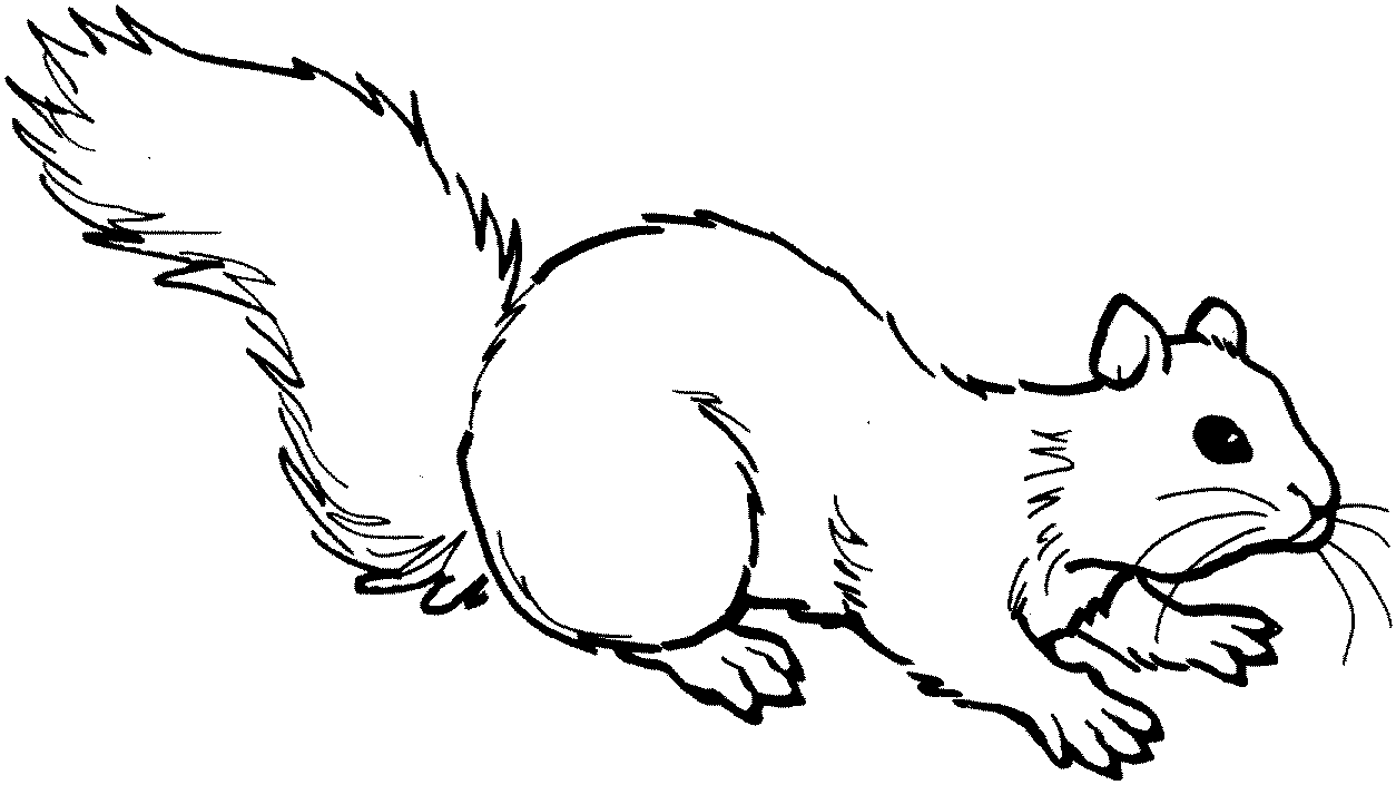 Squirell Coloring Pages - Kidsuki