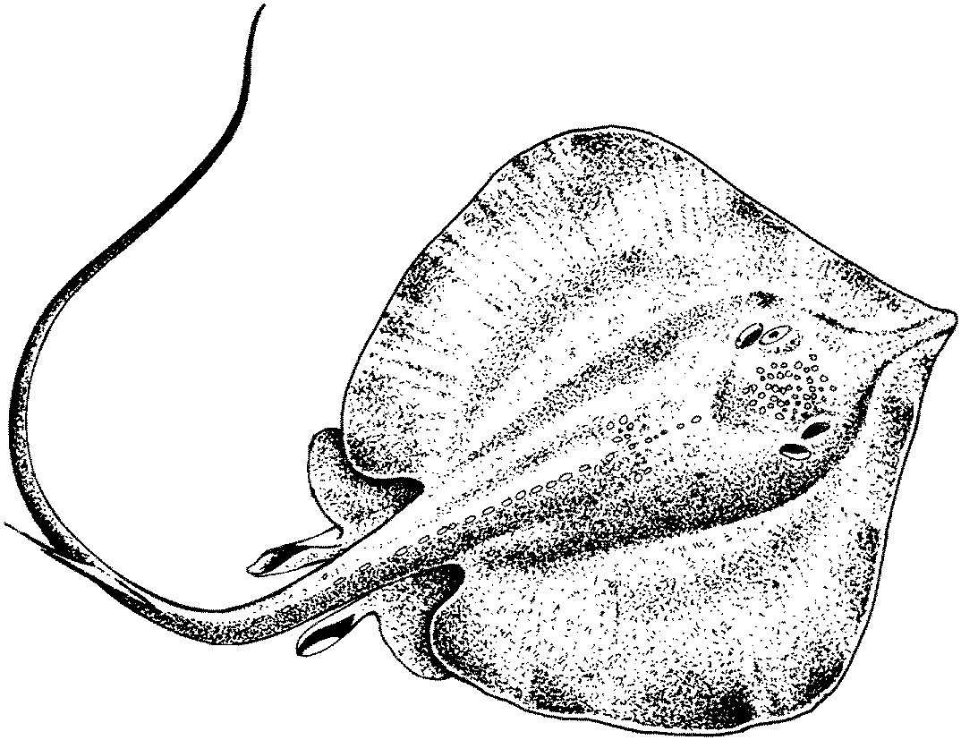 Free Stingray Coloring Pages