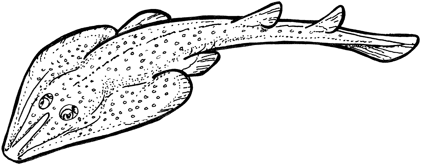 Free Stingray Coloring Pages