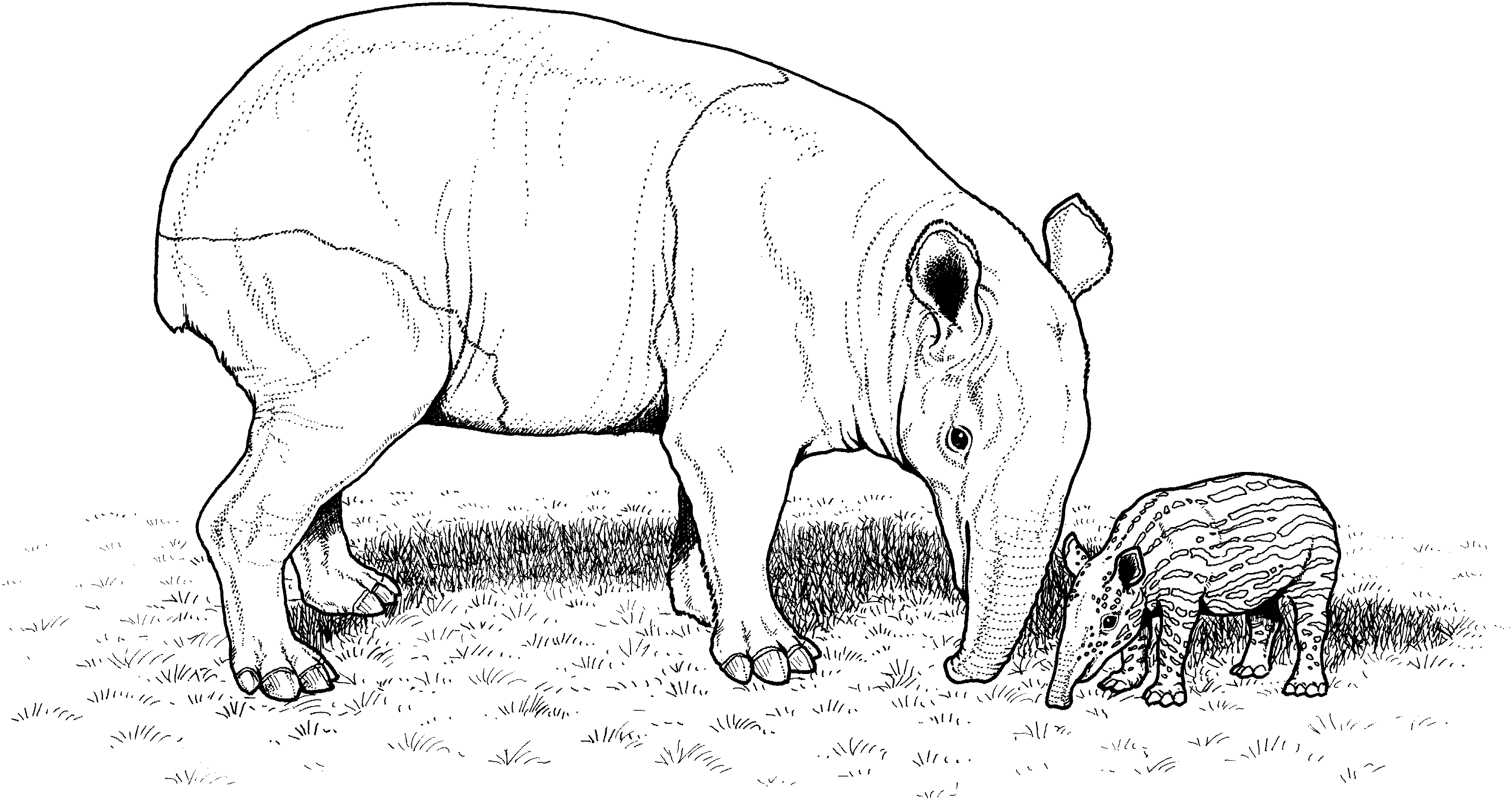 tapir coloring pages for kids - photo #7